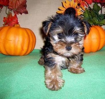 
Precio Yorkshire Terrier...........<strong>$18,000.00   A   $25,000.00  (dependiendo del tamaño, sexo, color y calidad)</strong> <br><br>


100% pura raza, registrados todos los papeles en regla se envian a cualquier parte de la Republica.<br><br> 

<li>Contrato de compraventa<br><br></li>


<li>Seguro de vida gratuito por escrito de 5 años que cubre muerte en caso de cuestiones virales</li>
<br><br>

<li>Garantía de Pureza Racial<br><br></li>

<li>Certificado de registro inicial que extiende la Federación Canófila Mexicana donde los cachorros se entregan con tatuaje y microchip</li>

