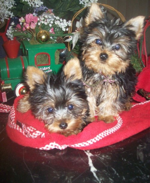 
Precio Yorkshire Terrier...........<strong>$18,000.00   A   $25,000.00  (dependiendo del tamaño, sexo, color y calidad)</strong> <br><br>


100% pura raza, registrados todos los papeles en regla se envian a cualquier parte de la Republica.<br><br> 

<li>Contrato de compraventa<br><br></li>


<li>Seguro de vida gratuito por escrito de 5 años que cubre muerte en caso de cuestiones virales</li>
<br><br>

<li>Garantía de Pureza Racial<br><br></li>

<li>Certificado de registro inicial que extiende la Federación Canófila Mexicana donde los cachorros se entregan con tatuaje y microchip</li>

