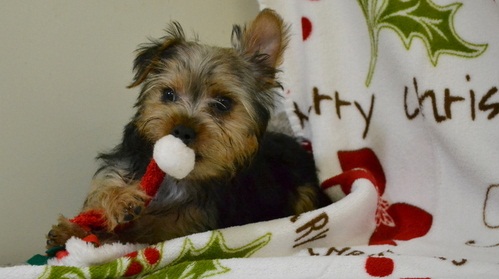 
Precio Yorkshire Terrier...........<strong>$18,000.00   A   $25,000.00  (dependiendo del tamaño, sexo, color y calidad)</strong> <br><br>


100% pura raza, registrados todos los papeles en regla se envian a cualquier parte de la Republica.<br><br> 

<li>Contrato de compraventa<br><br></li>


<li>Seguro de vida gratuito por escrito de 5 años que cubre muerte en caso de cuestiones virales</li>
<br><br>

<li>Garantía de Pureza Racial<br><br></li>

<li>Certificado de registro inicial que extiende la Federación Canófila Mexicana donde los cachorros se entregan con tatuaje y microchip</li>

