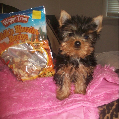 
Precio Yorkshire Terrier...........<strong>$18,000.00   A   $25,000.00  (dependiendo del tamaño, sexo, color y calidad)</strong> <br><br>


100% pura raza, registrados todos los papeles en regla se envian a cualquier parte de la Republica.<br><br> 

<li>Contrato de compraventa<br><br></li>


<li>Seguro de vida gratuito por escrito de 5 años que cubre muerte en caso de cuestiones virales</li>
<br><br>

<li>Garantía de Pureza Racial<br><br></li>

<li>Certificado de registro inicial que extiende la Federación Canófila Mexicana donde los cachorros se entregan con tatuaje y microchip</li>

