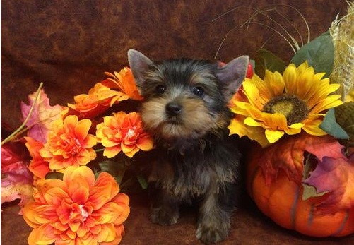 
Precio Yorkshire Terrier...........<strong>$18,000.00   A   $25,000.00  (dependiendo del tamaño, sexo, color y calidad)</strong> <br><br>


100% pura raza, registrados todos los papeles en regla se envian a cualquier parte de la Republica.<br><br> 

<li>Contrato de compraventa<br><br></li>


<li>Seguro de vida gratuito por escrito de 5 años que cubre muerte en caso de cuestiones virales</li>
<br><br>

<li>Garantía de Pureza Racial<br><br></li>

<li>Certificado de registro inicial que extiende la Federación Canófila Mexicana donde los cachorros se entregan con tatuaje y microchip</li>

