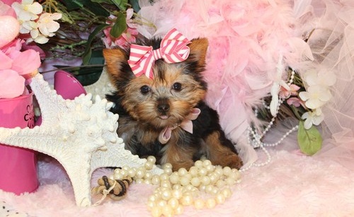 
Precio Yorkshire Terrier...........<strong>$18,000.00   A   $25,000.00  (dependiendo del tamaño, sexo, color y calidad)</strong> <br><br>


100% pura raza, registrados todos los papeles en regla se envian a cualquier parte de la Republica.<br><br> 

<li>Contrato de compraventa<br><br></li>


<li>Seguro de vida gratuito por escrito de 5 años que cubre muerte en caso de cuestiones virales</li>
<br><br>

<li>Garantía de Pureza Racial<br><br></li>

<li>Certificado de registro inicial que extiende la Federación Canófila Mexicana donde los cachorros se entregan con tatuaje y microchip</li>

