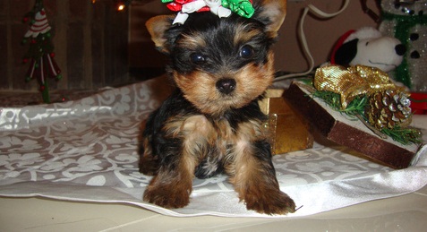 
Precio Yorkshire Terrier...........<strong>$18,000.00   A   $25,000.00  (dependiendo del tamaño, sexo, color y calidad)</strong> <br><br>


100% pura raza, registrados todos los papeles en regla se envian a cualquier parte de la Republica.<br><br> 

<li>Contrato de compraventa<br><br></li>


<li>Seguro de vida gratuito por escrito de 5 años que cubre muerte en caso de cuestiones virales</li>
<br><br>

<li>Garantía de Pureza Racial<br><br></li>

<li>Certificado de registro inicial que extiende la Federación Canófila Mexicana donde los cachorros se entregan con tatuaje y microchip</li>

