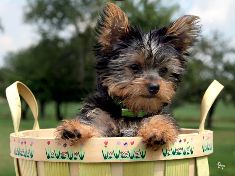 
Precio Yorkshire Terrier...........<strong>$18,000.00   A   $25,000.00  (dependiendo del tamaño, sexo, color y calidad)</strong> <br><br>


100% pura raza, registrados todos los papeles en regla se envian a cualquier parte de la Republica.<br><br> 

<li>Contrato de compraventa<br><br></li>


<li>Seguro de vida gratuito por escrito de 5 años que cubre muerte en caso de cuestiones virales</li>
<br><br>

<li>Garantía de Pureza Racial<br><br></li>

<li>Certificado de registro inicial que extiende la Federación Canófila Mexicana donde los cachorros se entregan con tatuaje y microchip</li>

