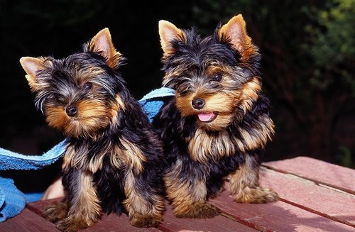 
Precio Yorkshire Terrier...........<strong>$18,000.00   A   $25,000.00  (dependiendo del tamaño, sexo, color y calidad)</strong> <br><br>


100% pura raza, registrados todos los papeles en regla se envian a cualquier parte de la Republica.<br><br> 

<li>Contrato de compraventa<br><br></li>


<li>Seguro de vida gratuito por escrito de 5 años que cubre muerte en caso de cuestiones virales</li>
<br><br>

<li>Garantía de Pureza Racial<br><br></li>

<li>Certificado de registro inicial que extiende la Federación Canófila Mexicana donde los cachorros se entregan con tatuaje y microchip</li>

