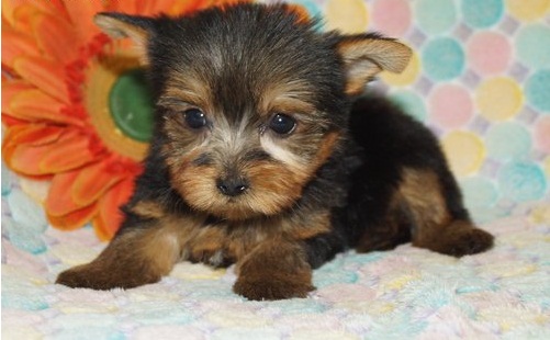 
Precio Yorkshire Terrier...........<strong>$18,000.00   A   $25,000.00  (dependiendo del tamaño, sexo, color y calidad)</strong> <br><br>


100% pura raza, registrados todos los papeles en regla se envian a cualquier parte de la Republica.<br><br> 

<li>Contrato de compraventa<br><br></li>


<li>Seguro de vida gratuito por escrito de 5 años que cubre muerte en caso de cuestiones virales</li>
<br><br>

<li>Garantía de Pureza Racial<br><br></li>

<li>Certificado de registro inicial que extiende la Federación Canófila Mexicana donde los cachorros se entregan con tatuaje y microchip</li>

