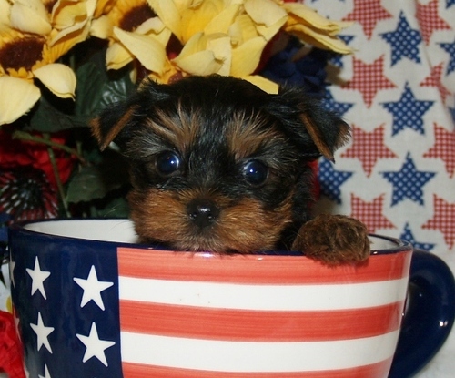 
Precio Yorkshire Terrier...........<strong>$18,000.00   A   $25,000.00  (dependiendo del tamaño, sexo, color y calidad)</strong> <br><br>


100% pura raza, registrados todos los papeles en regla se envian a cualquier parte de la Republica.<br><br> 

<li>Contrato de compraventa<br><br></li>


<li>Seguro de vida gratuito por escrito de 5 años que cubre muerte en caso de cuestiones virales</li>
<br><br>

<li>Garantía de Pureza Racial<br><br></li>

<li>Certificado de registro inicial que extiende la Federación Canófila Mexicana donde los cachorros se entregan con tatuaje y microchip</li>

