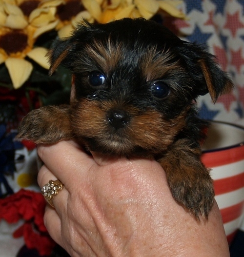 
Precio Yorkshire Terrier...........<strong>$18,000.00   A   $25,000.00  (dependiendo del tamaño, sexo, color y calidad)</strong> <br><br>


100% pura raza, registrados todos los papeles en regla se envian a cualquier parte de la Republica.<br><br> 

<li>Contrato de compraventa<br><br></li>


<li>Seguro de vida gratuito por escrito de 5 años que cubre muerte en caso de cuestiones virales</li>
<br><br>

<li>Garantía de Pureza Racial<br><br></li>

<li>Certificado de registro inicial que extiende la Federación Canófila Mexicana donde los cachorros se entregan con tatuaje y microchip</li>

