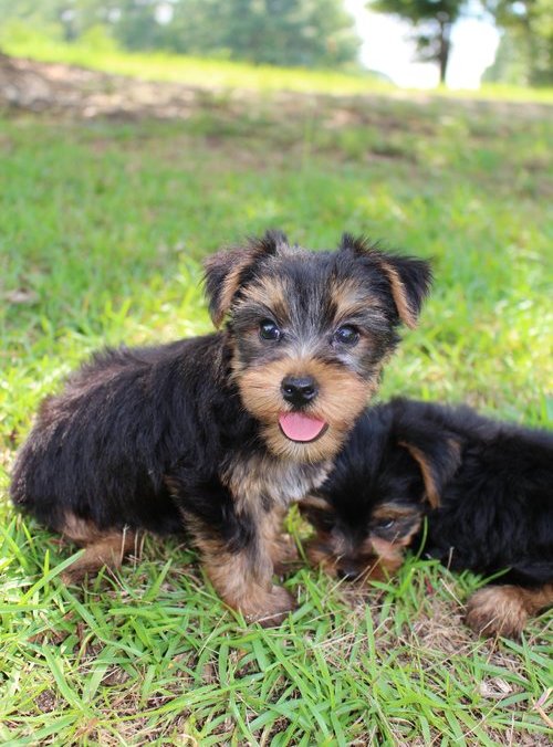 
Precio Yorkshire Terrier...........<strong>$18,000.00   A   $25,000.00  (dependiendo del tamaño, sexo, color y calidad)</strong> <br><br>


100% pura raza, registrados todos los papeles en regla se envian a cualquier parte de la Republica.<br><br> 

<li>Contrato de compraventa<br><br></li>


<li>Seguro de vida gratuito por escrito de 5 años que cubre muerte en caso de cuestiones virales</li>
<br><br>

<li>Garantía de Pureza Racial<br><br></li>

<li>Certificado de registro inicial que extiende la Federación Canófila Mexicana donde los cachorros se entregan con tatuaje y microchip</li>

