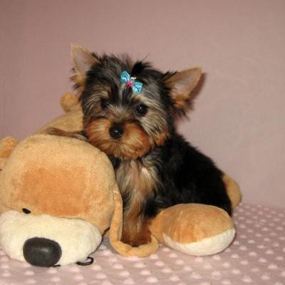 
Precio Yorkshire Terrier...........<strong>$18,000.00   A   $25,000.00  (dependiendo del tamaño, sexo, color y calidad)</strong> <br><br>


100% pura raza, registrados todos los papeles en regla se envian a cualquier parte de la Republica.<br><br> 

<li>Contrato de compraventa<br><br></li>


<li>Seguro de vida gratuito por escrito de 5 años que cubre muerte en caso de cuestiones virales</li>
<br><br>

<li>Garantía de Pureza Racial<br><br></li>

<li>Certificado de registro inicial que extiende la Federación Canófila Mexicana donde los cachorros se entregan con tatuaje y microchip</li>

