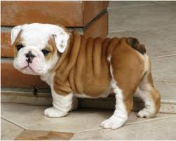 
Precio Bulldog...........<strong>   $35,000.00  A   $60,000.00    (dependiendo la calidad)</strong> <br><br>


100% pura raza, registrados todos los papeles en regla se envian a cualquier parte de la Republica.<br><br> 

<li>Contrato de compraventa<br><br></li>


<li>Seguro de vida gratuito por escrito de 5 años que cubre muerte en caso de cuestiones virales</li>
<br><br>

<li>Garantía de Pureza Racial<br><br></li>

<li>Certificado de registro inicial que extiende la Federación Canófila Mexicana donde los cachorros se entregan con tatuaje y microchip</li>

