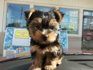 
Precio Yorkshire Terrier...........<strong>$18,000.00   A   $25,000.00  (dependiendo del tamaño, sexo, color y calidad)</strong> <br><br>


100% pura raza, registrados todos los papeles en regla se envian a cualquier parte de la Republica.<br><br> 

<li>Contrato de compraventa<br><br></li>


<li>Seguro de vida gratuito por escrito de 5 años que cubre muerte en caso de cuestiones virales</li>
<br><br>

<li>Garantía de Pureza Racial<br><br></li>

<li>Certificado de registro inicial que extiende la Federación Canófila Mexicana donde los cachorros se entregan con tatuaje y microchip</li>

