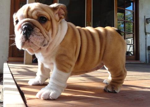 
Precio Bulldog...........<strong>   $35,000.00  A   $60,000.00    (dependiendo la calidad)</strong> <br><br>


100% pura raza, registrados todos los papeles en regla se envian a cualquier parte de la Republica.<br><br> 

<li>Contrato de compraventa<br><br></li>


<li>Seguro de vida gratuito por escrito de 5 años que cubre muerte en caso de cuestiones virales</li>
<br><br>

<li>Garantía de Pureza Racial<br><br></li>

<li>Certificado de registro inicial que extiende la Federación Canófila Mexicana donde los cachorros se entregan con tatuaje y microchip</li>

