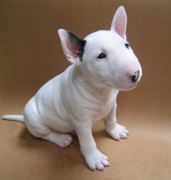 Los cachorros bull terrier