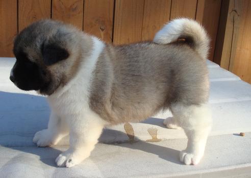 Los cachorros akita Ternura para Adopción
<br>
<br>Los cachorros akita para la venta! Saludable, buen nutrido, inteligente y bueno con los niños. Lleno de energía y obras de teatro. Pesan 3 libras y tendrán hasta 7 libras como un adulto. Tengo 3 hembras izquierda y está listo para ser adoptado por una persona o familia amorosa / cariñoso.