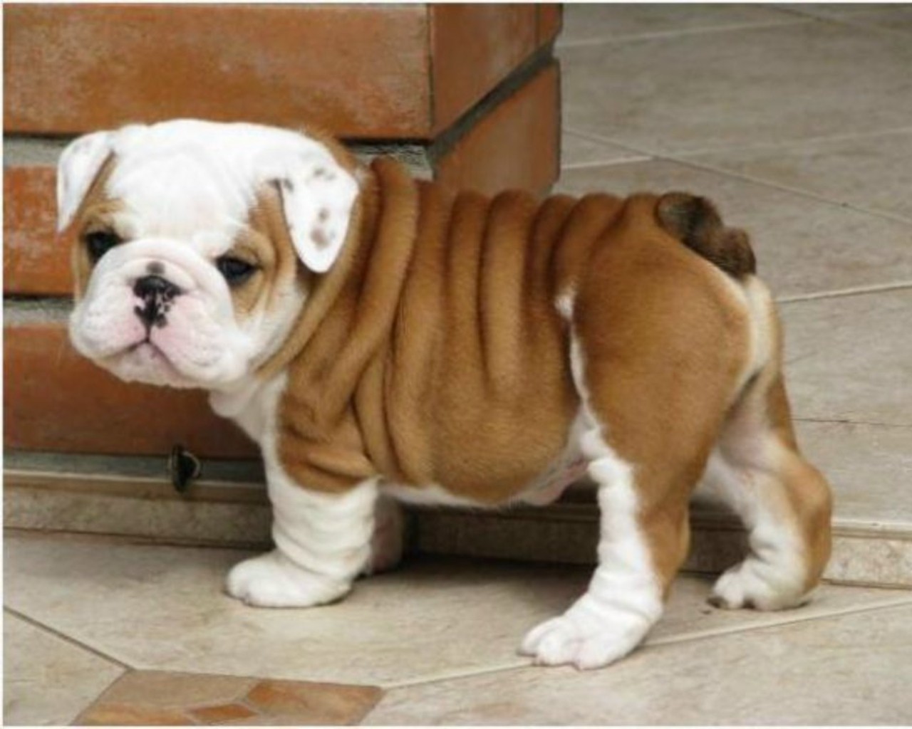 
Precio Bulldog...........<strong>   $35,000.00  A   $60,000.00    (dependiendo la calidad)</strong> <br><br>


100% pura raza, registrados todos los papeles en regla se envian a cualquier parte de la Republica.<br><br> 

<li>Contrato de compraventa<br><br></li>


<li>Seguro de vida gratuito por escrito de 5 años que cubre muerte en caso de cuestiones virales</li>
<br><br>

<li>Garantía de Pureza Racial<br><br></li>

<li>Certificado de registro inicial que extiende la Federación Canófila Mexicana donde los cachorros se entregan con tatuaje y microchip</li>

