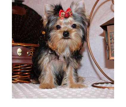 
Precio Yorkshire Terrier...........<strong>$18,000.00   A   $25,000.00  (dependiendo del tamaño, sexo, color y calidad)</strong> <br><br>


100% pura raza, registrados todos los papeles en regla se envian a cualquier parte de la Republica.<br><br> 

<li>Contrato de compraventa<br><br></li>


<li>Seguro de vida gratuito por escrito de 5 años que cubre muerte en caso de cuestiones virales</li>
<br><br>

<li>Garantía de Pureza Racial<br><br></li>

<li>Certificado de registro inicial que extiende la Federación Canófila Mexicana donde los cachorros se entregan con tatuaje y microchip</li>

