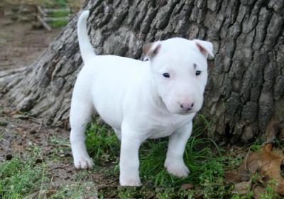 
Precio Bull Terrier...........<strong>    $18,000.00  A   $25,000.00    ( dependiendo tamaño y color)</strong> <br><br>


100% pura raza, registrados todos los papeles en regla se envian a cualquier parte de la Republica.<br><br> 

<li>Contrato de compraventa<br><br></li>


<li>Seguro de vida gratuito por escrito de 5 años que cubre muerte en caso de cuestiones virales</li>
<br><br>

<li>Garantía de Pureza Racial<br><br></li>

<li>Certificado de registro inicial que extiende la Federación Canófila Mexicana donde los cachorros se entregan con tatuaje y microchip</li>

