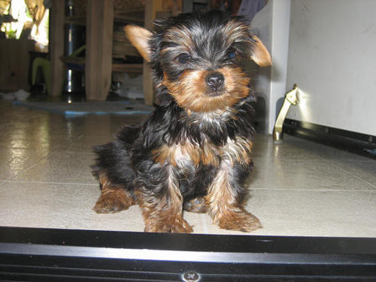 
Precio Yorkshire Terrier...........<strong>$18,000.00   A   $25,000.00  (dependiendo del tamaño, sexo, color y calidad)</strong> <br><br>


100% pura raza, registrados todos los papeles en regla se envian a cualquier parte de la Republica.<br><br> 

<li>Contrato de compraventa<br><br></li>


<li>Seguro de vida gratuito por escrito de 5 años que cubre muerte en caso de cuestiones virales</li>
<br><br>

<li>Garantía de Pureza Racial<br><br></li>

<li>Certificado de registro inicial que extiende la Federación Canófila Mexicana donde los cachorros se entregan con tatuaje y microchip</li>

