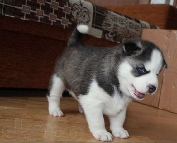 Los cachorros Siberian Husky