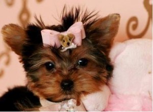 
Precio Yorkshire Terrier...........<strong>$18,000.00   A   $25,000.00  (dependiendo del tamaño, sexo, color y calidad)</strong> <br><br>


100% pura raza, registrados todos los papeles en regla se envian a cualquier parte de la Republica.<br><br> 

<li>Contrato de compraventa<br><br></li>


<li>Seguro de vida gratuito por escrito de 5 años que cubre muerte en caso de cuestiones virales</li>
<br><br>

<li>Garantía de Pureza Racial<br><br></li>

<li>Certificado de registro inicial que extiende la Federación Canófila Mexicana donde los cachorros se entregan con tatuaje y microchip</li>

