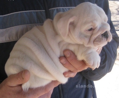 
Precio Bulldog...........<strong>   $35,000.00  A   $60,000.00    (dependiendo la calidad)</strong> <br><br>


100% pura raza, registrados todos los papeles en regla se envian a cualquier parte de la Republica.<br><br> 

<li>Contrato de compraventa<br><br></li>


<li>Seguro de vida gratuito por escrito de 5 años que cubre muerte en caso de cuestiones virales</li>
<br><br>

<li>Garantía de Pureza Racial<br><br></li>

<li>Certificado de registro inicial que extiende la Federación Canófila Mexicana donde los cachorros se entregan con tatuaje y microchip</li>

