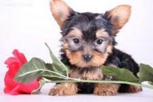 
Precio Yorkshire Terrier...........<strong>$18,000.00   A   $25,000.00  (dependiendo del tamaño, sexo, color y calidad)</strong> <br><br>


100% pura raza, registrados todos los papeles en regla se envian a cualquier parte de la Republica.<br><br> 

<li>Contrato de compraventa<br><br></li>


<li>Seguro de vida gratuito por escrito de 5 años que cubre muerte en caso de cuestiones virales</li>
<br><br>

<li>Garantía de Pureza Racial<br><br></li>

<li>Certificado de registro inicial que extiende la Federación Canófila Mexicana donde los cachorros se entregan con tatuaje y microchip</li>

