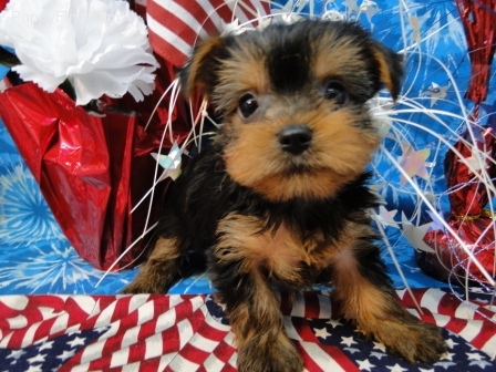 
Precio Yorkshire Terrier...........<strong>$18,000.00   A   $25,000.00  (dependiendo del tamaño, sexo, color y calidad)</strong> <br><br>


100% pura raza, registrados todos los papeles en regla se envian a cualquier parte de la Republica.<br><br> 

<li>Contrato de compraventa<br><br></li>


<li>Seguro de vida gratuito por escrito de 5 años que cubre muerte en caso de cuestiones virales</li>
<br><br>

<li>Garantía de Pureza Racial<br><br></li>

<li>Certificado de registro inicial que extiende la Federación Canófila Mexicana donde los cachorros se entregan con tatuaje y microchip</li>

