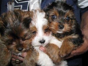 
Precio Yorkshire Terrier...........<strong>$18,000.00   A   $25,000.00  (dependiendo del tamaño, sexo, color y calidad)</strong> <br><br>


100% pura raza, registrados todos los papeles en regla se envian a cualquier parte de la Republica.<br><br> 

<li>Contrato de compraventa<br><br></li>


<li>Seguro de vida gratuito por escrito de 5 años que cubre muerte en caso de cuestiones virales</li>
<br><br>

<li>Garantía de Pureza Racial<br><br></li>

<li>Certificado de registro inicial que extiende la Federación Canófila Mexicana donde los cachorros se entregan con tatuaje y microchip</li>

