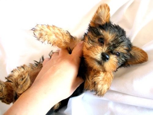 
Precio Yorkshire Terrier...........<strong>$18,000.00   A   $25,000.00  (dependiendo del tamaño, sexo, color y calidad)</strong> <br><br>


100% pura raza, registrados todos los papeles en regla se envian a cualquier parte de la Republica.<br><br> 

<li>Contrato de compraventa<br><br></li>


<li>Seguro de vida gratuito por escrito de 5 años que cubre muerte en caso de cuestiones virales</li>
<br><br>

<li>Garantía de Pureza Racial<br><br></li>

<li>Certificado de registro inicial que extiende la Federación Canófila Mexicana donde los cachorros se entregan con tatuaje y microchip</li>

