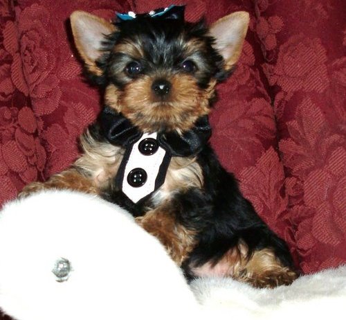 
Precio Yorkshire Terrier...........<strong>$18,000.00   A   $25,000.00  (dependiendo del tamaño, sexo, color y calidad)</strong> <br><br>


100% pura raza, registrados todos los papeles en regla se envian a cualquier parte de la Republica.<br><br> 

<li>Contrato de compraventa<br><br></li>


<li>Seguro de vida gratuito por escrito de 5 años que cubre muerte en caso de cuestiones virales</li>
<br><br>

<li>Garantía de Pureza Racial<br><br></li>

<li>Certificado de registro inicial que extiende la Federación Canófila Mexicana donde los cachorros se entregan con tatuaje y microchip</li>

