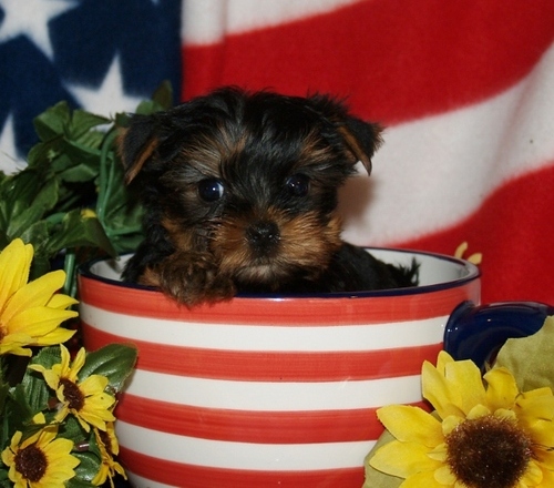 
Precio Yorkshire Terrier...........<strong>$18,000.00   A   $25,000.00  (dependiendo del tamaño, sexo, color y calidad)</strong> <br><br>


100% pura raza, registrados todos los papeles en regla se envian a cualquier parte de la Republica.<br><br> 

<li>Contrato de compraventa<br><br></li>


<li>Seguro de vida gratuito por escrito de 5 años que cubre muerte en caso de cuestiones virales</li>
<br><br>

<li>Garantía de Pureza Racial<br><br></li>

<li>Certificado de registro inicial que extiende la Federación Canófila Mexicana donde los cachorros se entregan con tatuaje y microchip</li>

