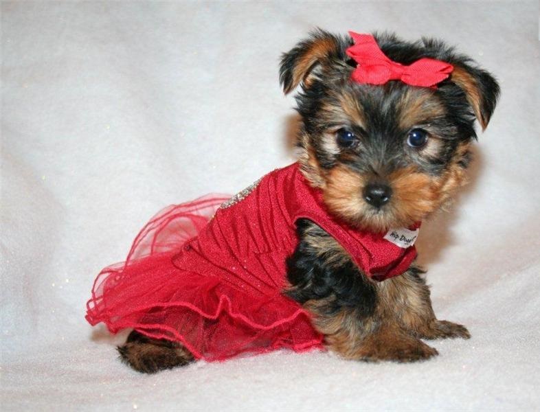 
Precio Yorkshire Terrier...........<strong>$18,000.00   A   $25,000.00  (dependiendo del tamaño, sexo, color y calidad)</strong> <br><br>


100% pura raza, registrados todos los papeles en regla se envian a cualquier parte de la Republica.<br><br> 

<li>Contrato de compraventa<br><br></li>


<li>Seguro de vida gratuito por escrito de 5 años que cubre muerte en caso de cuestiones virales</li>
<br><br>

<li>Garantía de Pureza Racial<br><br></li>

<li>Certificado de registro inicial que extiende la Federación Canófila Mexicana donde los cachorros se entregan con tatuaje y microchip</li>

