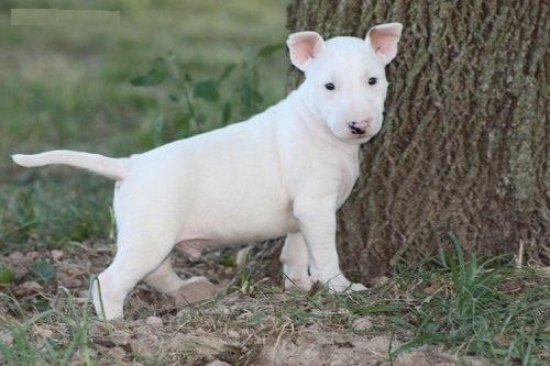 
Precio Bull Terrier...........<strong>    $18,000.00  A   $25,000.00    ( dependiendo tamaño y color)</strong> <br><br>


100% pura raza, registrados todos los papeles en regla se envian a cualquier parte de la Republica.<br><br> 

<li>Contrato de compraventa<br><br></li>


<li>Seguro de vida gratuito por escrito de 5 años que cubre muerte en caso de cuestiones virales</li>
<br><br>

<li>Garantía de Pureza Racial<br><br></li>

<li>Certificado de registro inicial que extiende la Federación Canófila Mexicana donde los cachorros se entregan con tatuaje y microchip</li>

