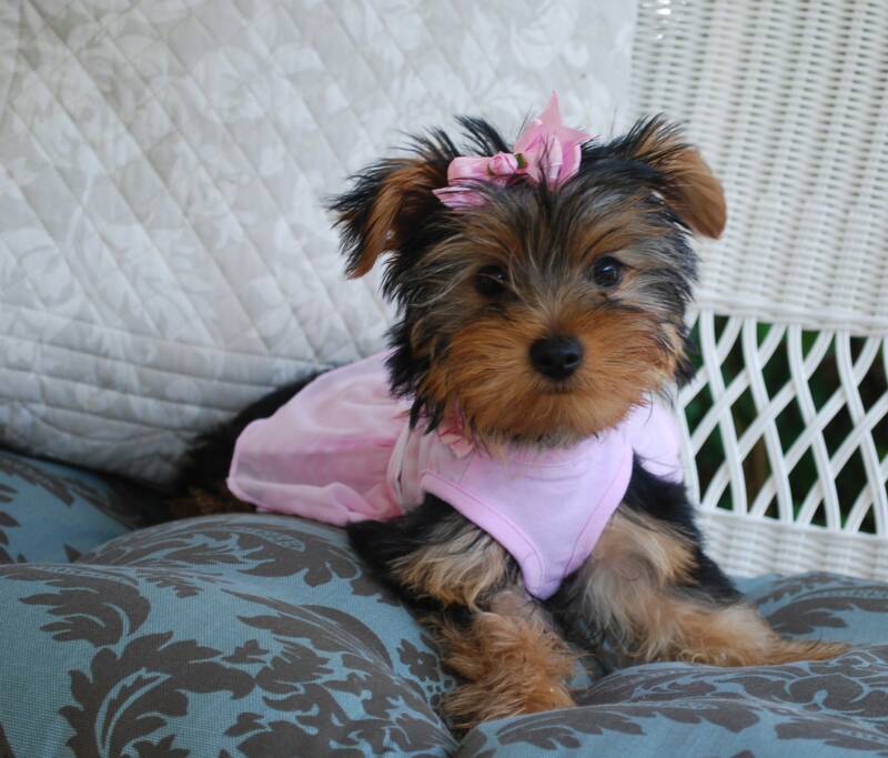 
Precio Yorkshire Terrier...........<strong>$18,000.00   A   $25,000.00  (dependiendo del tamaño, sexo, color y calidad)</strong> <br><br>


100% pura raza, registrados todos los papeles en regla se envian a cualquier parte de la Republica.<br><br> 

<li>Contrato de compraventa<br><br></li>


<li>Seguro de vida gratuito por escrito de 5 años que cubre muerte en caso de cuestiones virales</li>
<br><br>

<li>Garantía de Pureza Racial<br><br></li>

<li>Certificado de registro inicial que extiende la Federación Canófila Mexicana donde los cachorros se entregan con tatuaje y microchip</li>

