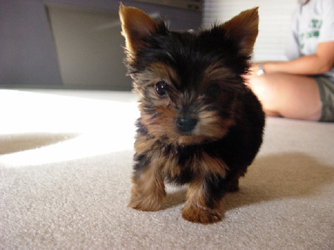 
Precio Yorkshire Terrier...........<strong>$18,000.00   A   $25,000.00  (dependiendo del tamaño, sexo, color y calidad)</strong> <br><br>


100% pura raza, registrados todos los papeles en regla se envian a cualquier parte de la Republica.<br><br> 

<li>Contrato de compraventa<br><br></li>


<li>Seguro de vida gratuito por escrito de 5 años que cubre muerte en caso de cuestiones virales</li>
<br><br>

<li>Garantía de Pureza Racial<br><br></li>

<li>Certificado de registro inicial que extiende la Federación Canófila Mexicana donde los cachorros se entregan con tatuaje y microchip</li>

