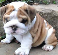 
Precio Bulldog...........<strong>   $35,000.00  A   $60,000.00    (dependiendo la calidad)</strong> <br><br>


100% pura raza, registrados todos los papeles en regla se envian a cualquier parte de la Republica.<br><br> 

<li>Contrato de compraventa<br><br></li>


<li>Seguro de vida gratuito por escrito de 5 años que cubre muerte en caso de cuestiones virales</li>
<br><br>

<li>Garantía de Pureza Racial<br><br></li>

<li>Certificado de registro inicial que extiende la Federación Canófila Mexicana donde los cachorros se entregan con tatuaje y microchip</li>

