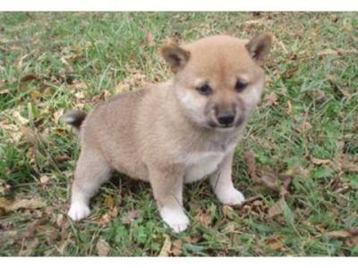 Tenemos tanto hombres como mujeres hermosas cachorros Shiba Inu. Sólo mirarla a la cara y las orejas. actitud lúdica a tan sólo 12 semanas de edad. Inscrito / registrables, las vacunas actuales, Veterinario examen, certificado de la Salud, Salud garantía, Pedigree, Viajes caja. Ellos le proporcionarán el mejor hogar para su familia. usted puede ser el dueño de este precioso regalo. 