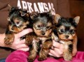 
Precio Yorkshire Terrier...........<strong>$18,000.00   A   $25,000.00  (dependiendo del tamaño, sexo, color y calidad)</strong> <br><br>


100% pura raza, registrados todos los papeles en regla se envian a cualquier parte de la Republica.<br><br> 

<li>Contrato de compraventa<br><br></li>


<li>Seguro de vida gratuito por escrito de 5 años que cubre muerte en caso de cuestiones virales</li>
<br><br>

<li>Garantía de Pureza Racial<br><br></li>

<li>Certificado de registro inicial que extiende la Federación Canófila Mexicana donde los cachorros se entregan con tatuaje y microchip</li>

