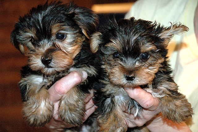 
Precio Yorkshire Terrier...........<strong>$18,000.00   A   $25,000.00  (dependiendo del tamaño, sexo, color y calidad)</strong> <br><br>


100% pura raza, registrados todos los papeles en regla se envian a cualquier parte de la Republica.<br><br> 

<li>Contrato de compraventa<br><br></li>


<li>Seguro de vida gratuito por escrito de 5 años que cubre muerte en caso de cuestiones virales</li>
<br><br>

<li>Garantía de Pureza Racial<br><br></li>

<li>Certificado de registro inicial que extiende la Federación Canófila Mexicana donde los cachorros se entregan con tatuaje y microchip</li>

