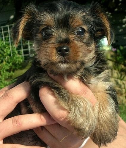 
Precio Yorkshire Terrier...........<strong>$18,000.00   A   $25,000.00  (dependiendo del tamaño, sexo, color y calidad)</strong> <br><br>


100% pura raza, registrados todos los papeles en regla se envian a cualquier parte de la Republica.<br><br> 

<li>Contrato de compraventa<br><br></li>


<li>Seguro de vida gratuito por escrito de 5 años que cubre muerte en caso de cuestiones virales</li>
<br><br>

<li>Garantía de Pureza Racial<br><br></li>

<li>Certificado de registro inicial que extiende la Federación Canófila Mexicana donde los cachorros se entregan con tatuaje y microchip</li>

