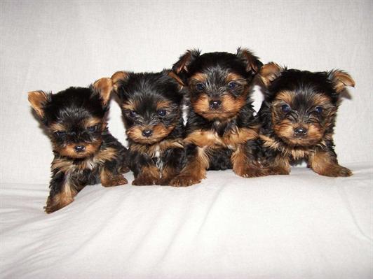 
Precio Yorkshire Terrier...........<strong>$18,000.00   A   $25,000.00  (dependiendo del tamaño, sexo, color y calidad)</strong> <br><br>


100% pura raza, registrados todos los papeles en regla se envian a cualquier parte de la Republica.<br><br> 

<li>Contrato de compraventa<br><br></li>


<li>Seguro de vida gratuito por escrito de 5 años que cubre muerte en caso de cuestiones virales</li>
<br><br>

<li>Garantía de Pureza Racial<br><br></li>

<li>Certificado de registro inicial que extiende la Federación Canófila Mexicana donde los cachorros se entregan con tatuaje y microchip</li>

