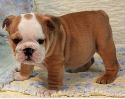 
Precio Bulldog...........<strong>   $35,000.00  A   $60,000.00    (dependiendo la calidad)</strong> <br><br>


100% pura raza, registrados todos los papeles en regla se envian a cualquier parte de la Republica.<br><br> 

<li>Contrato de compraventa<br><br></li>


<li>Seguro de vida gratuito por escrito de 5 años que cubre muerte en caso de cuestiones virales</li>
<br><br>

<li>Garantía de Pureza Racial<br><br></li>

<li>Certificado de registro inicial que extiende la Federación Canófila Mexicana donde los cachorros se entregan con tatuaje y microchip</li>

