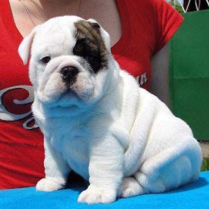 
Precio Bulldog...........<strong>   $35,000.00  A   $60,000.00    (dependiendo la calidad)</strong> <br><br>


100% pura raza, registrados todos los papeles en regla se envian a cualquier parte de la Republica.<br><br> 

<li>Contrato de compraventa<br><br></li>


<li>Seguro de vida gratuito por escrito de 5 años que cubre muerte en caso de cuestiones virales</li>
<br><br>

<li>Garantía de Pureza Racial<br><br></li>

<li>Certificado de registro inicial que extiende la Federación Canófila Mexicana donde los cachorros se entregan con tatuaje y microchip</li>

