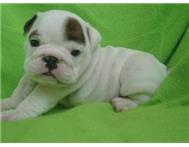 
Precio Bulldog...........<strong>   $35,000.00  A   $60,000.00    (dependiendo la calidad)</strong> <br><br>


100% pura raza, registrados todos los papeles en regla se envian a cualquier parte de la Republica.<br><br> 

<li>Contrato de compraventa<br><br></li>


<li>Seguro de vida gratuito por escrito de 5 años que cubre muerte en caso de cuestiones virales</li>
<br><br>

<li>Garantía de Pureza Racial<br><br></li>

<li>Certificado de registro inicial que extiende la Federación Canófila Mexicana donde los cachorros se entregan con tatuaje y microchip</li>

