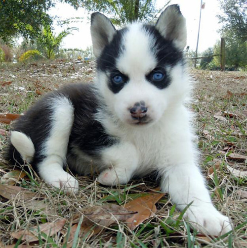 Los cachorros Siberian Husky para su aprobación