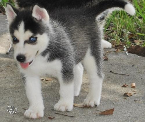 Los cachorros Siberian Husky para su aprobación