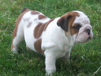 
Precio Bulldog...........<strong>   $35,000.00  A   $60,000.00    (dependiendo la calidad)</strong> <br><br>


100% pura raza, registrados todos los papeles en regla se envian a cualquier parte de la Republica.<br><br> 

<li>Contrato de compraventa<br><br></li>


<li>Seguro de vida gratuito por escrito de 5 años que cubre muerte en caso de cuestiones virales</li>
<br><br>

<li>Garantía de Pureza Racial<br><br></li>

<li>Certificado de registro inicial que extiende la Federación Canófila Mexicana donde los cachorros se entregan con tatuaje y microchip</li>

