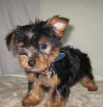 
Precio Yorkshire Terrier...........<strong>$18,000.00   A   $25,000.00  (dependiendo del tamaño, sexo, color y calidad)</strong> <br><br>


100% pura raza, registrados todos los papeles en regla se envian a cualquier parte de la Republica.<br><br> 

<li>Contrato de compraventa<br><br></li>


<li>Seguro de vida gratuito por escrito de 5 años que cubre muerte en caso de cuestiones virales</li>
<br><br>

<li>Garantía de Pureza Racial<br><br></li>

<li>Certificado de registro inicial que extiende la Federación Canófila Mexicana donde los cachorros se entregan con tatuaje y microchip</li>

