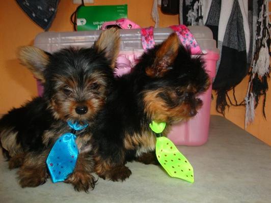 
Precio Yorkshire Terrier...........<strong>$18,000.00   A   $25,000.00  (dependiendo del tamaño, sexo, color y calidad)</strong> <br><br>


100% pura raza, registrados todos los papeles en regla se envian a cualquier parte de la Republica.<br><br> 

<li>Contrato de compraventa<br><br></li>


<li>Seguro de vida gratuito por escrito de 5 años que cubre muerte en caso de cuestiones virales</li>
<br><br>

<li>Garantía de Pureza Racial<br><br></li>

<li>Certificado de registro inicial que extiende la Federación Canófila Mexicana donde los cachorros se entregan con tatuaje y microchip</li>

